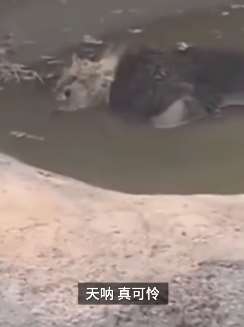 河北邯郸一野生动物园非洲狮泡水池中死亡