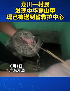 广东一村民发现穿山甲