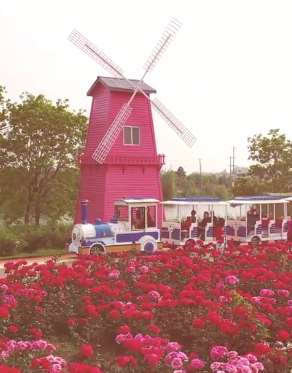 南京永宁河岸玫瑰花海开 许多游客前来游玩拍照