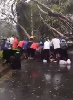 台风刮倒大树砸昏女子 热心市民合力抬树救人