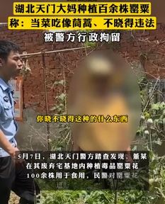 湖北一大妈种植百余株罂粟当菜吃