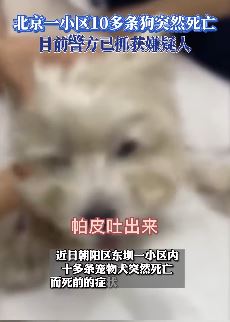 北京一小区多条宠物狗被人投毒致死 嫌疑人已被抓获