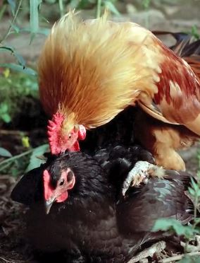 鸡没"丁丁"如何交配？不知道的进来看看！