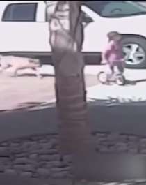 猫咪护主：敢欺负我主人我就和你拼命！