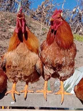 两只公鸡配合叫的太完美了，堪称完美搭档！