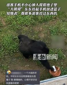 猩猩帮游客捡手机放进篮子