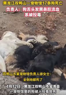 黑龙江双鸭山一宠物馆数十条狗死亡 负责人：鼻腔流血，被人投毒！