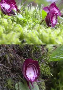 濒危物种铠兰在云南贡山被发现 专家：有较高科研价值