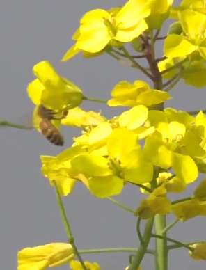 云南各地油菜花盛开 花香四溢美不胜收