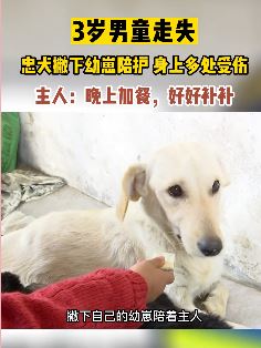 3岁男童走失忠犬一路跟随保护