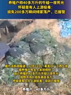 40多万斤牛蛙一夜死光 养殖户怀疑有人投毒