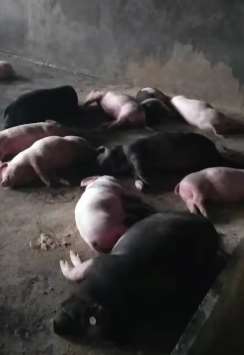 四川一养猪场烧煤取暖煤烟倒灌致99头猪中毒死亡