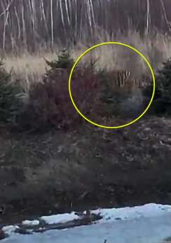 黑龙江一男子开车回家途中遇老虎