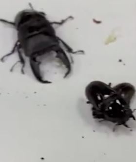 广州海关查获3批活体甲虫