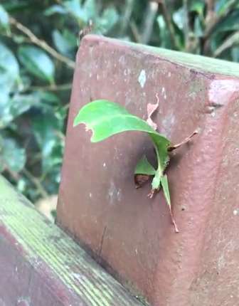 你猜正在动的东西是叶子还是虫子？