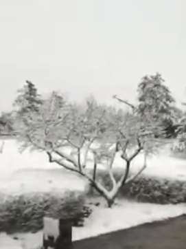 山西大同3月迎降雪 仿佛一夜回冬天