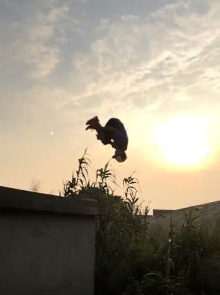 这飞檐走壁的功夫太厉害了，小孩可千万别模仿！