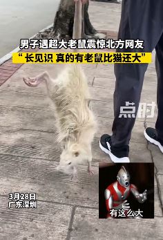 深圳一男子路边抓到一只大老鼠 体型比猫还大