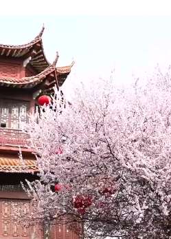 湖南武冈古城上百棵红叶李盛开，近看娇艳欲滴远看如烟如雾