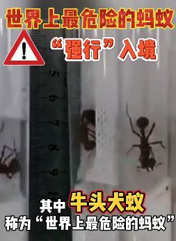 世界上最危险的蚂蚁牛头犬蚁"强行"入境被查