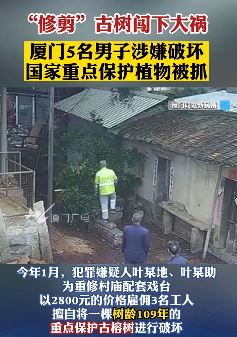 厦门5名男子修剪古榕树闯大祸被抓