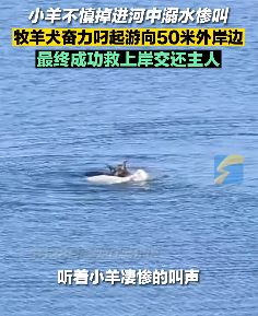 小羊不慎掉进河中牧羊犬成功救上岸