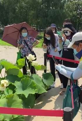 圆明园罕见白色并蒂莲娇艳绽放 众游客拍照留念