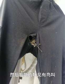 学生返校发现挂阳台裤子里住进2只小鸟