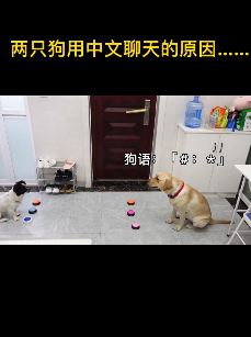搞笑萌宠：2只狗狗不用狗语交流的原因