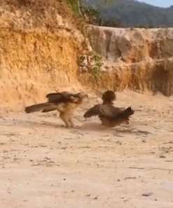 真实的老鹰抓小鸡是这个样子 鸡妈妈是豁出命去打老鹰!