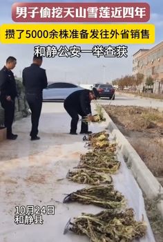 男子偷挖天山雪莲近四年 存5000余株准备外销被抓