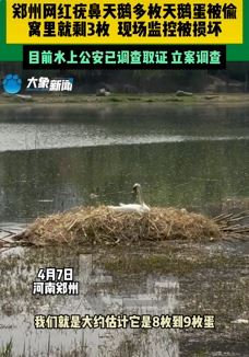郑州网红疣鼻天鹅蛋遭小偷破坏监控后盗窃