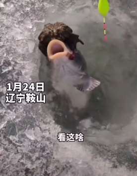 辽宁一男子钓鱼钓上一条金蟾抱鲤