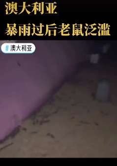 澳大利亚暴雨过后老鼠泛滥 不计其数的老鼠四处乱窜