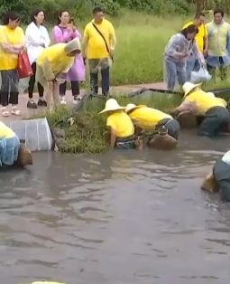 四川泸县举办第11届龙眼龙虾节 百姓和游客一起抓龙虾庆丰收