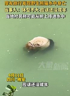 四川雅安一河道一只野生熊猫溺水身亡