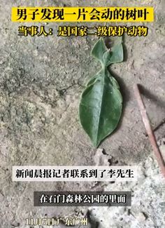 "树叶"还会动？男子公园里偶遇国家二级保护动物叶䗛