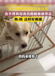 女子与男友吵架找跑腿深夜把狗带走