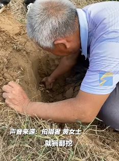 老人收花生发现老鼠洞 挖出半筐花生