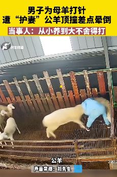 男子为母羊打针遭公羊顶撞