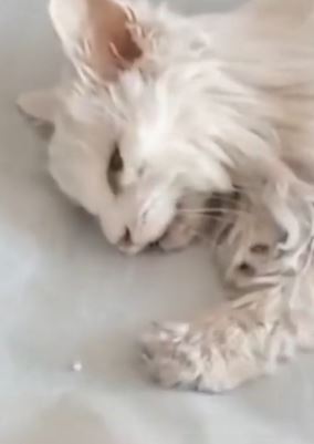 石家庄一老人病逝后猫咪两天不吃不喝身亡