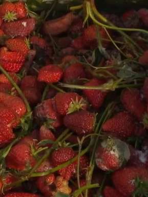 受疫情影响无人上门采摘，大量草莓被扔掉！