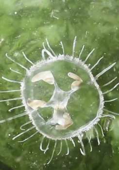 云南一市民发现濒危绝迹动物"桃花水母"