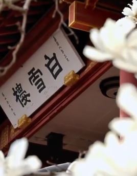 趵突泉白雪楼前玉兰花盛开 许多游客前来打卡拍照