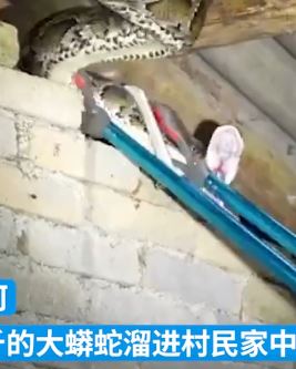 大蟒蛇溜进村民家偷食鸡鸭被消防员带走放生