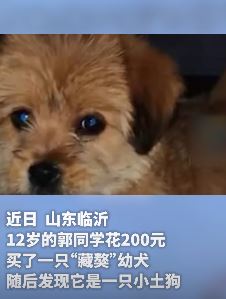 12岁男孩花200元网购藏獒却收到一只小土狗