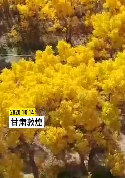 甘肃敦煌800亩胡杨林秋阳下分外美