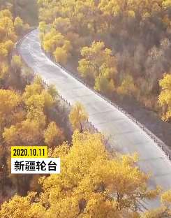 新疆塔里木胡杨林进入最佳观赏期