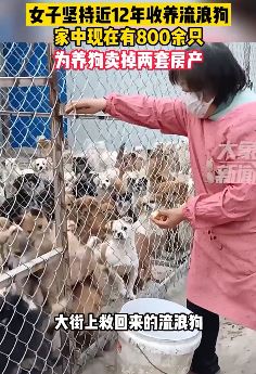 甘肃一女子收养流浪狗800余只 为养狗卖掉两套房产