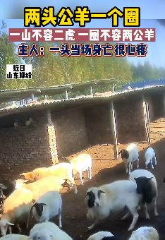 2公羊被主人关一个圈里爆发激烈对抗 几回合后一只当场身亡